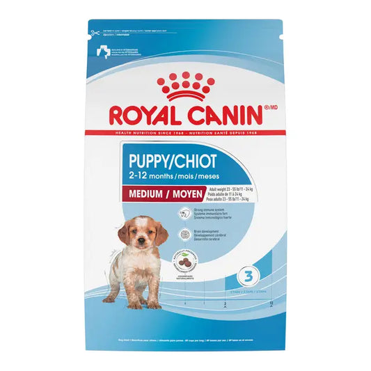 ROYAL MÉDIUM  PUPY